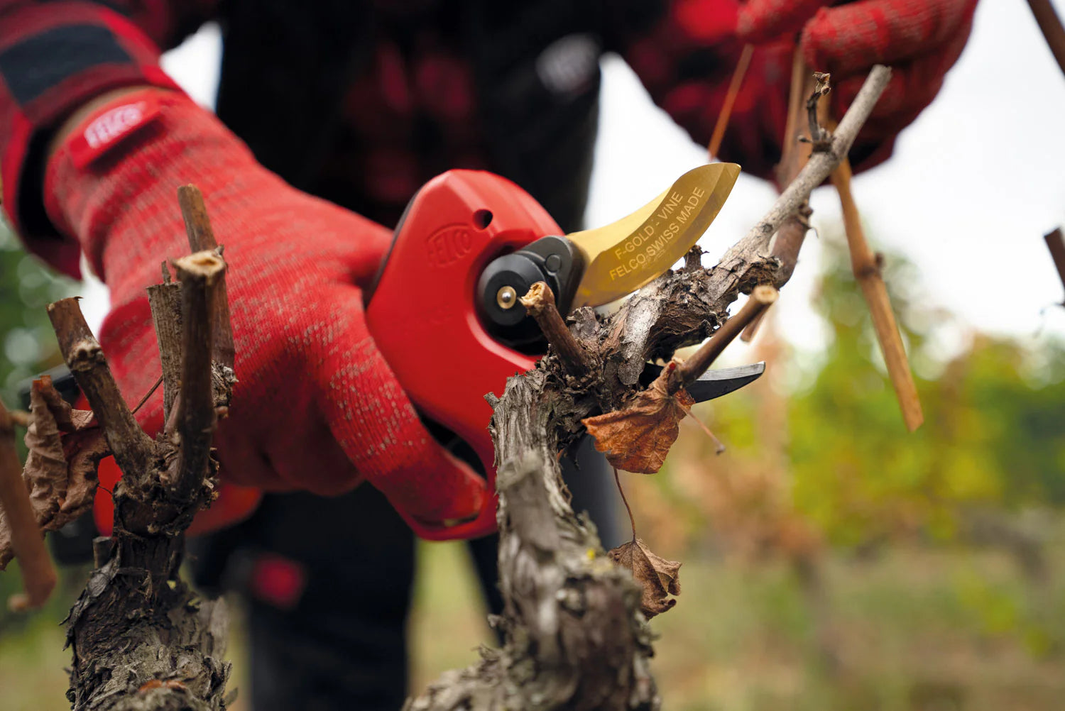 F-GOLD blade coating: our latest innovation for unrivaled pruning efficiency