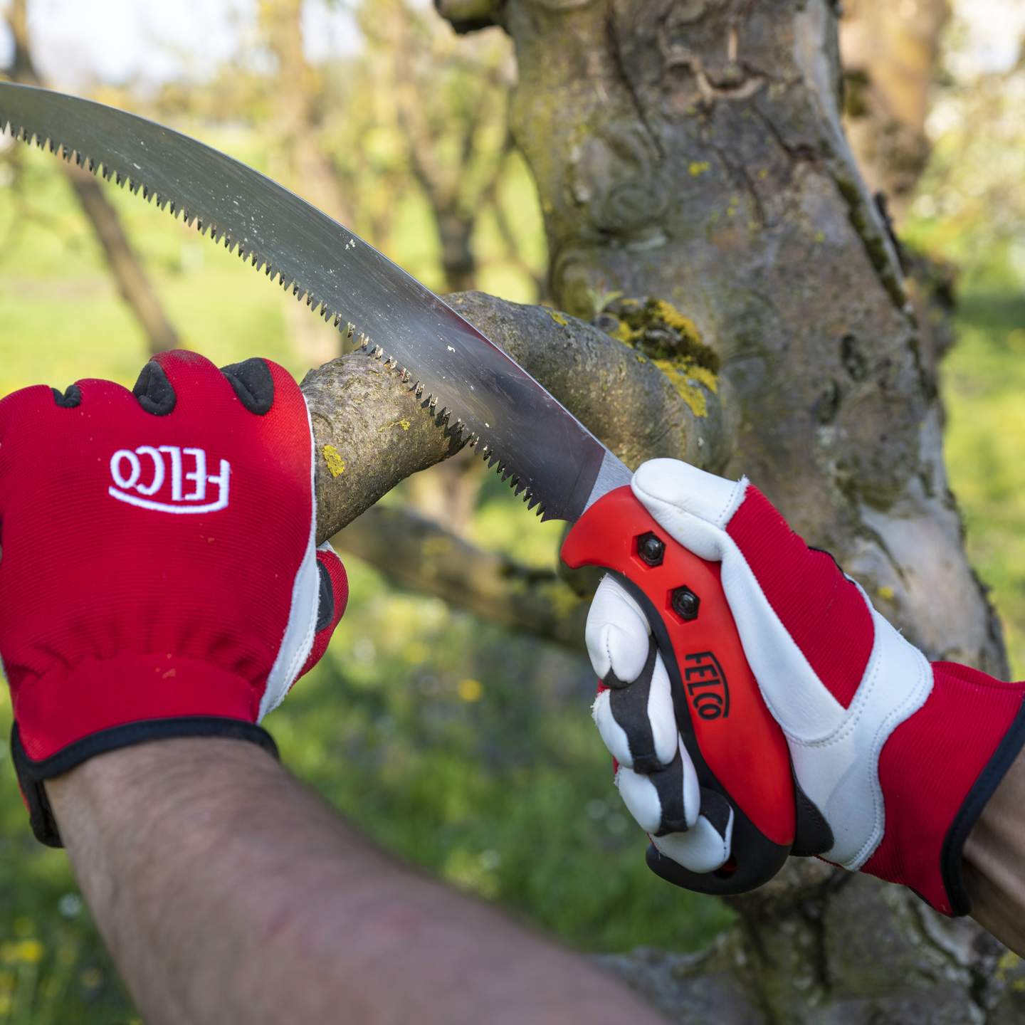 Fruit Tree Pruning