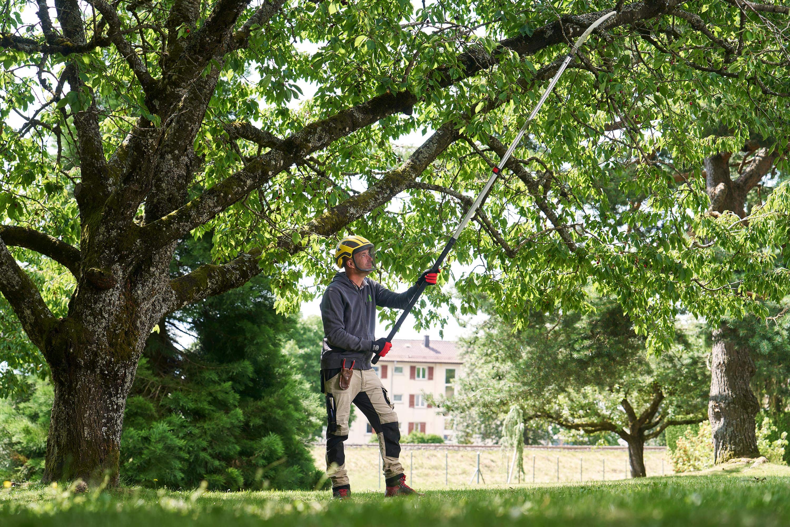 Arborist