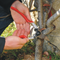 Tree Pruners