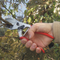 Anvil Pruners